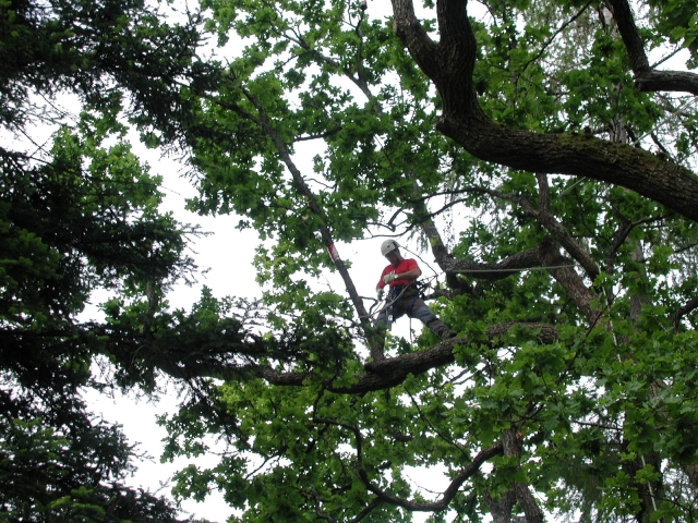  Tree Climbing Adults 